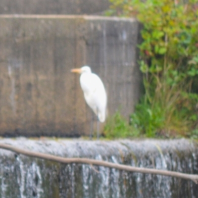 Ardea alba (Great Egret) at Moss Vale, NSW - 4 Jan 2024 by plants