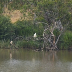 Ardea alba at Cecil Hoskins Nature Reserve - 5 Jan 2024 12:03 AM