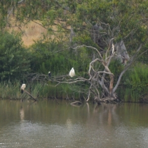 Ardea alba at Cecil Hoskins Nature Reserve - 5 Jan 2024 12:03 AM