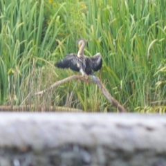 Anhinga novaehollandiae (Australasian Darter) at Moss Vale, NSW - 4 Jan 2024 by plants