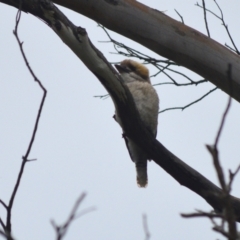 Dacelo novaeguineae (Laughing Kookaburra) at Burradoo - 4 Jan 2024 by plants