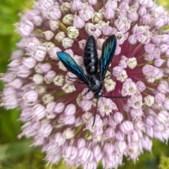 Austroscolia soror (Blue Flower Wasp) at Rugosa - 4 Jan 2024 by SenexRugosus