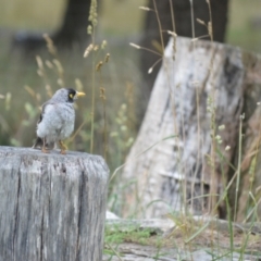 Manorina melanocephala (Noisy Miner) at Moss Vale, NSW - 4 Jan 2024 by plants