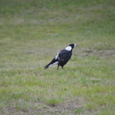 Gymnorhina tibicen (Australian Magpie) at Cecil Hoskins Nature Reserve - 5 Jan 2024 by plants