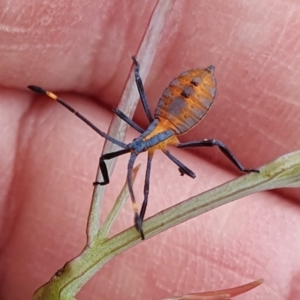 Amorbus sp. (genus) at Rugosa - 5 Jan 2024