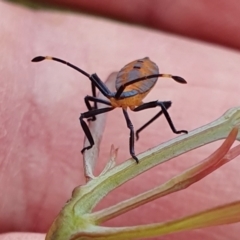 Amorbus sp. (genus) at Rugosa - 5 Jan 2024