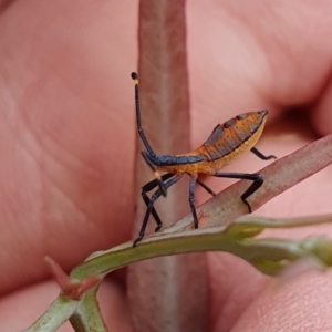 Amorbus sp. (genus) at Rugosa - 5 Jan 2024