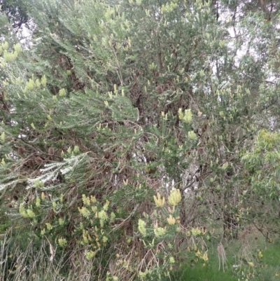 Banksia marginata (Silver Banksia) at Moss Vale, NSW - 4 Jan 2024 by plants