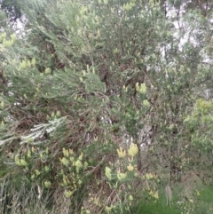 Banksia marginata (Silver Banksia) at Moss Vale, NSW - 4 Jan 2024 by plants