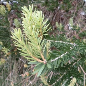 Banksia marginata at Moss Vale - 4 Jan 2024