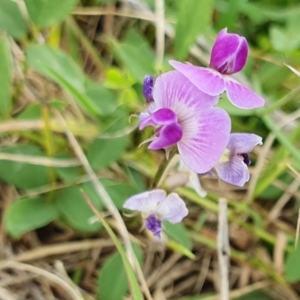 Glycine tabacina at Yass River, NSW - 5 Jan 2024 11:06 AM