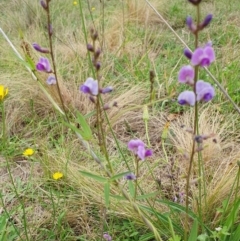 Glycine tabacina at Yass River, NSW - 5 Jan 2024 11:06 AM