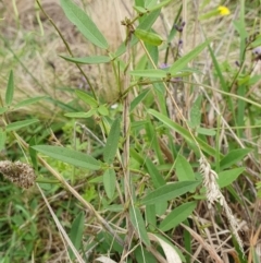 Glycine tabacina at Yass River, NSW - 5 Jan 2024 11:06 AM