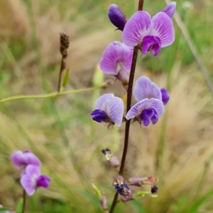 Glycine tabacina at Yass River, NSW - 5 Jan 2024 11:06 AM