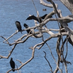 Phalacrocorax sulcirostris (Little Black Cormorant) at Jarvis Creek, VIC - 5 Jan 2024 by KylieWaldon