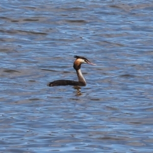 Podiceps cristatus at Jarvis Creek, VIC - 5 Jan 2024