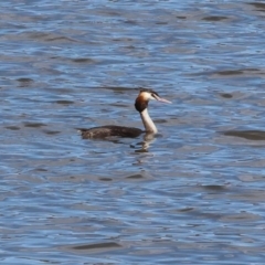 Podiceps cristatus at Jarvis Creek, VIC - 5 Jan 2024