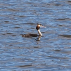 Podiceps cristatus at Jarvis Creek, VIC - 5 Jan 2024 09:11 AM