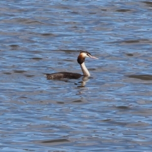 Podiceps cristatus at Jarvis Creek, VIC - 5 Jan 2024