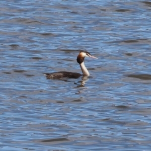 Podiceps cristatus at Jarvis Creek, VIC - 5 Jan 2024 09:11 AM