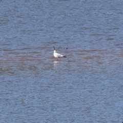 Chroicocephalus novaehollandiae (Silver Gull) at Old Tallangatta, VIC - 5 Jan 2024 by KylieWaldon