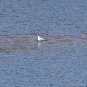 Chroicocephalus novaehollandiae at Old Tallangatta, VIC - 5 Jan 2024