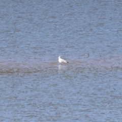 Chroicocephalus novaehollandiae at Old Tallangatta, VIC - 5 Jan 2024