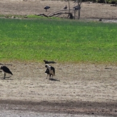 Threskiornis spinicollis (Straw-necked Ibis) at Georges Creek, VIC - 5 Jan 2024 by KylieWaldon