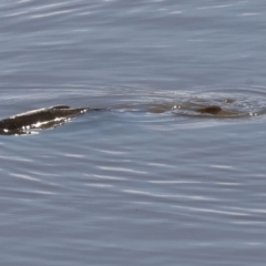 Unidentified Carp at Georges Creek, VIC - 4 Jan 2024 by KylieWaldon