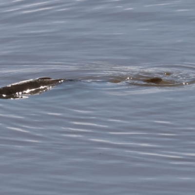 Unidentified Carp at Georges Creek, VIC - 4 Jan 2024 by KylieWaldon