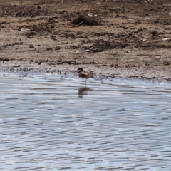 Charadrius melanops (Black-fronted Dotterel) at Georges Creek, VIC - 5 Jan 2024 by KylieWaldon