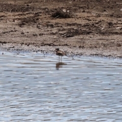 Charadrius melanops (Black-fronted Dotterel) at Georges Creek, VIC - 4 Jan 2024 by KylieWaldon