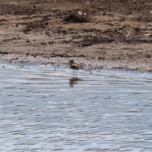 Charadrius melanops at Georges Creek, VIC - 5 Jan 2024