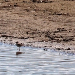Charadrius melanops at Georges Creek, VIC - 5 Jan 2024 09:08 AM