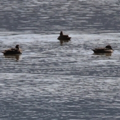 Aythya australis at Old Tallangatta, VIC - 5 Jan 2024 09:07 AM