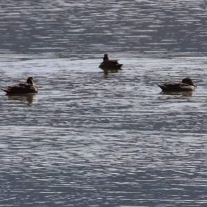 Aythya australis at Old Tallangatta, VIC - 5 Jan 2024 09:07 AM