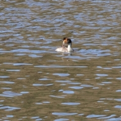 Podiceps cristatus (Great Crested Grebe) at Old Tallangatta, VIC - 5 Jan 2024 by KylieWaldon