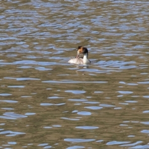 Podiceps cristatus at Old Tallangatta, VIC - 5 Jan 2024 09:09 AM