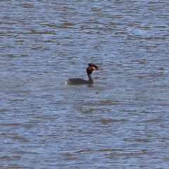 Podiceps cristatus at Old Tallangatta, VIC - 5 Jan 2024 09:09 AM