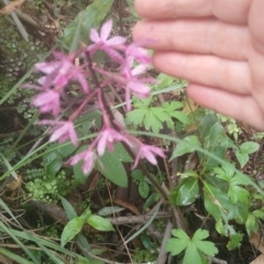 Dipodium roseum (Rosy Hyacinth Orchid) at Upper Kangaroo River, NSW - 5 Jan 2024 by Baronia