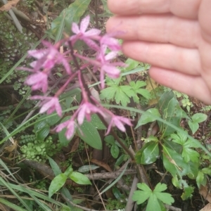 Dipodium roseum at Upper Kangaroo River, NSW - suppressed