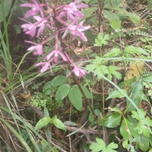 Dipodium roseum at Upper Kangaroo River, NSW - suppressed