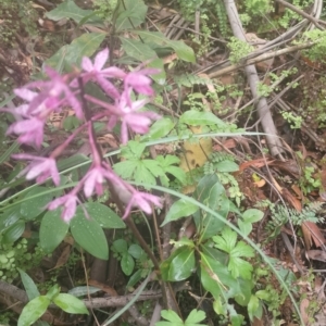 Dipodium roseum at Upper Kangaroo River, NSW - suppressed