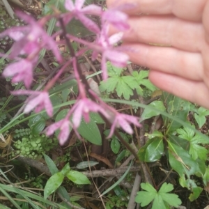 Dipodium roseum at Upper Kangaroo River, NSW - 5 Jan 2024