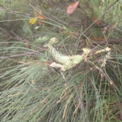 Unidentified Stick insect (Phasmatodea) at Upper Kangaroo River, NSW - 5 Jan 2024 by Baronia