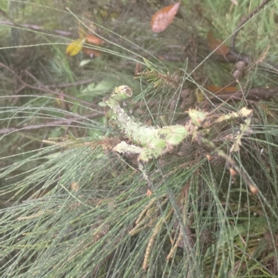 Extatosoma tiaratum (Giant prickly stick insect, Macleay's spectre) at Upper Kangaroo River, NSW - 5 Jan 2024 by Baronia