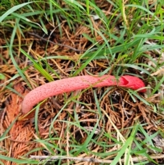 Phallus rubicundus (Phallus rubicundus) at Braidwood, NSW - 5 Jan 2024 by MatthewFrawley