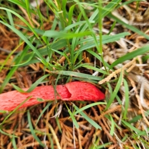 Phallus rubicundus at QPRC LGA - 5 Jan 2024 03:01 PM