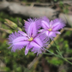 Thysanotus tuberosus (Common Fringe-lily) at Captains Flat, NSW - 5 Jan 2024 by Csteele4
