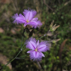 Thysanotus tuberosus at QPRC LGA - 5 Jan 2024 02:17 PM